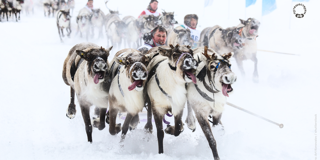 Олени, корюшка и джаз: гид по самым интересным фестивалям весны