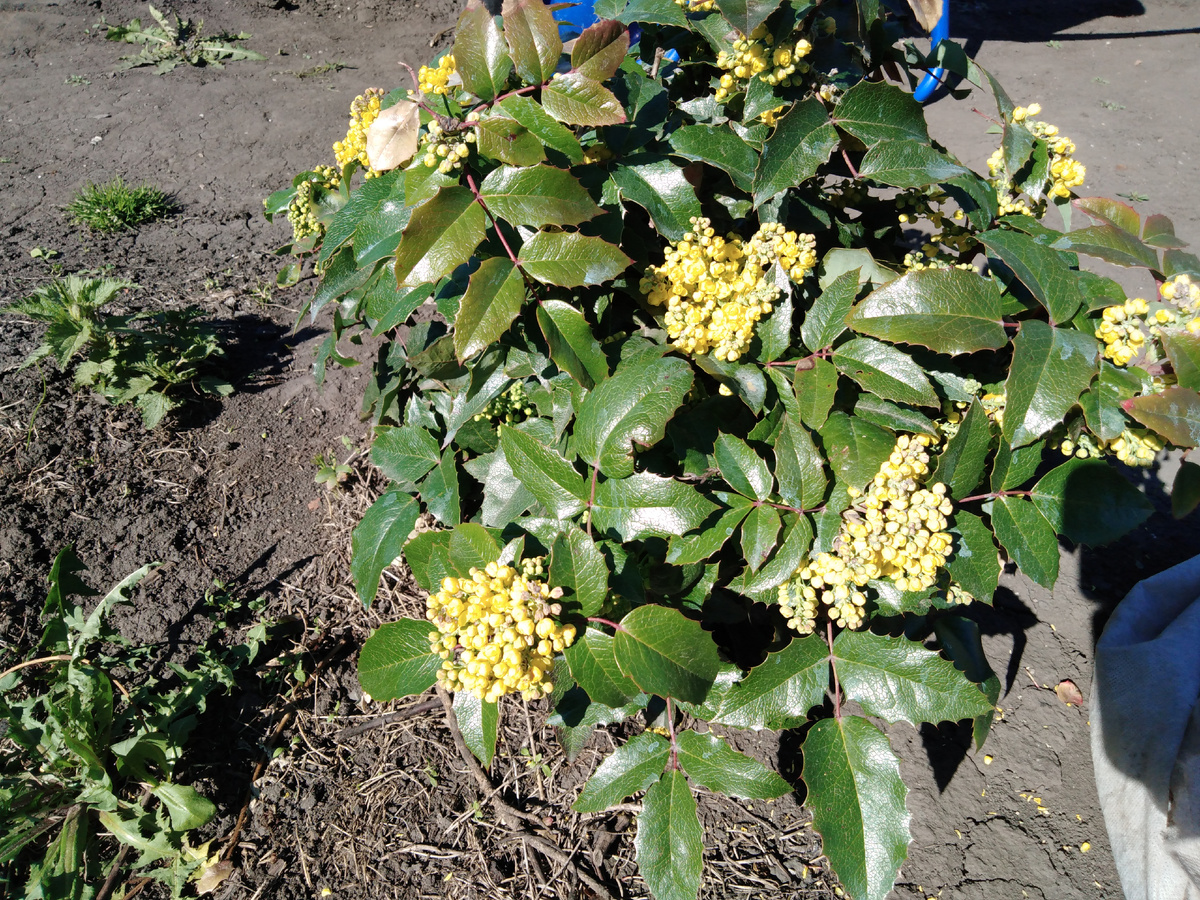 Фото автора, Магония падуболистная.