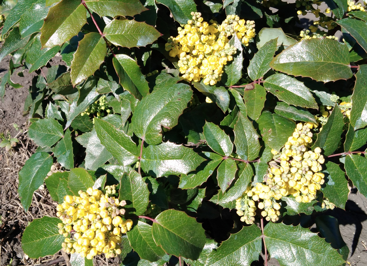 Магония падуболистная, фото автора.