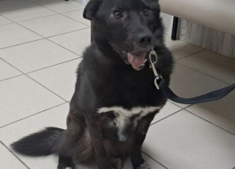 Оливушка опять в клинике, опять операция