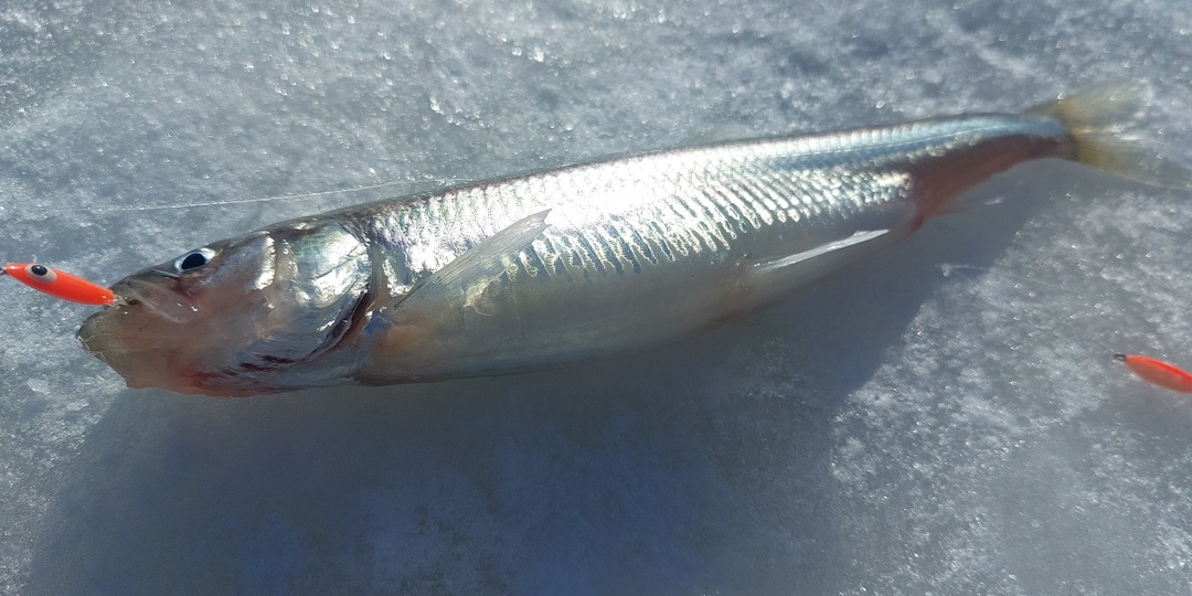 Весенняя корюшка у форта Обручев. 25.02.2026г.