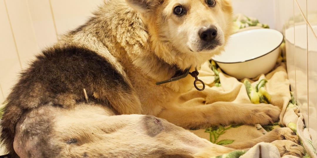 Шанса ходить нет, но есть шанс ЖИТЬ. Горькая правда о нашем Ранго.