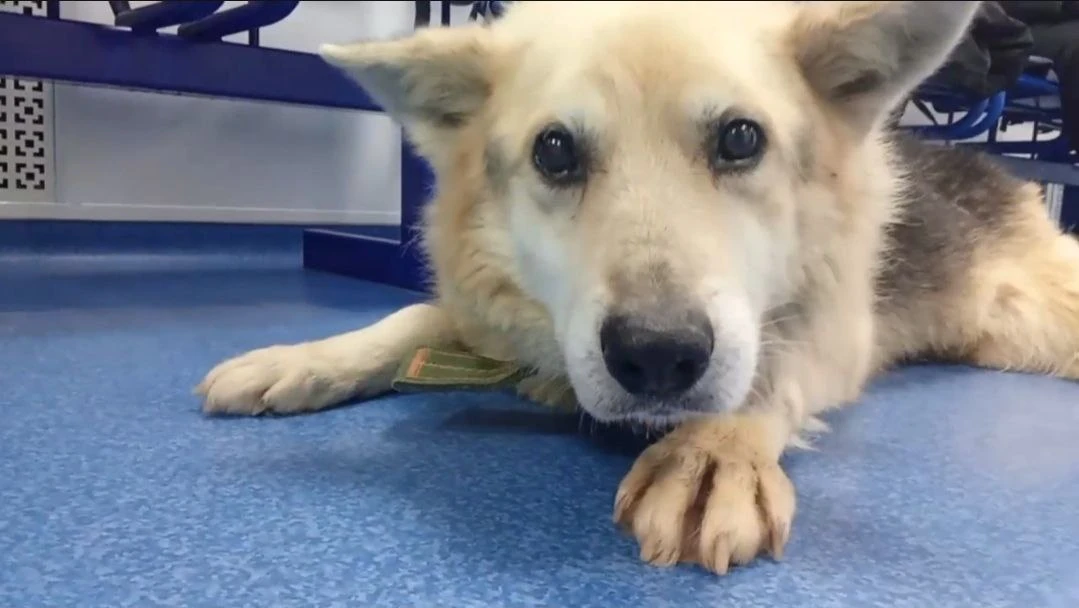 Мы не можем исцелить его, но мы можем подарить ему достойную и максимально комфортную жизнь.