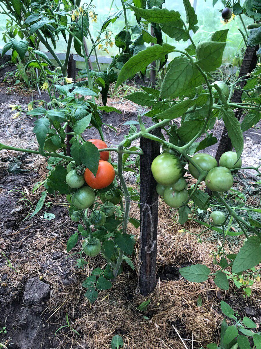 Не мой томат, изображение из интернета.