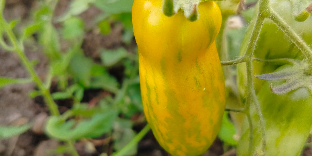 Сорта томатов, которые мне не понравились.