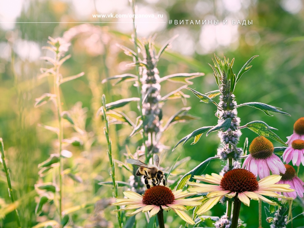 Пустырник отличается исключительной неприхотливостью: он засухоустойчив, холодостоек и нетребователен к составу почвы. Он органичен в природном стиле потому, что его биология (рост, размножение, экологические связи) полностью совпадает с задачами NaturGarten: имитация дикой природы, поддержка биоразнообразия, минимальный уход и устойчивость без удобрений.
