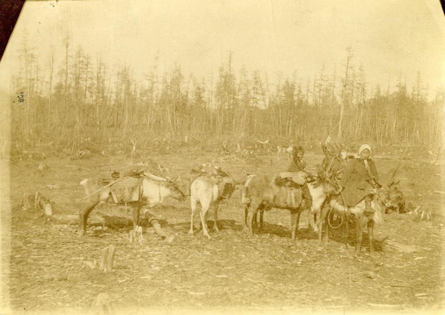Фотография из научного наследия Владимира Клавдиевича Арсеньева: «Эвенки. Стадо оленей, река Бурея Амурской области», начало XX века. (©) Российский этнографический музей