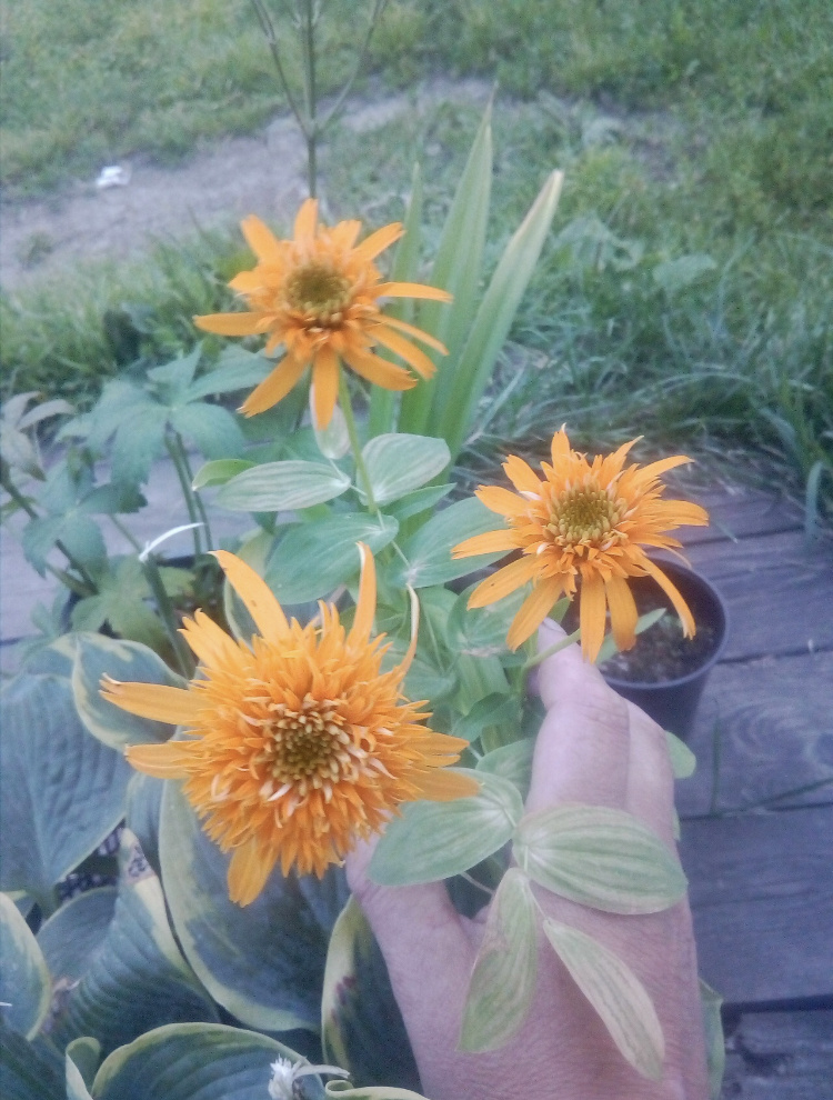 Сикрет Глоу