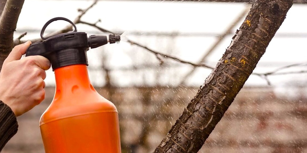 Первое опрыскивание сада в марте: чем обработать деревья до набухания почек