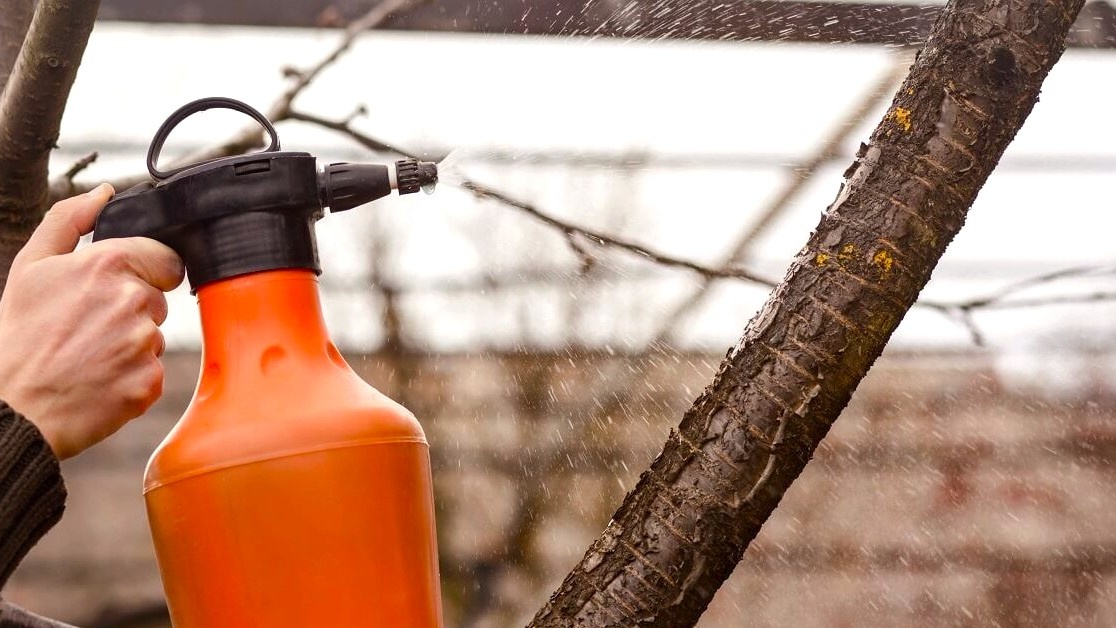 Первое опрыскивание сада в марте: чем обработать деревья до набухания почек 