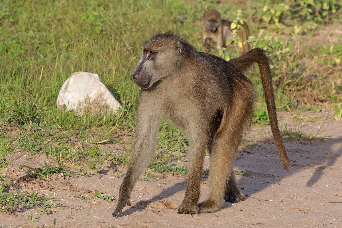 Фото с сайта: https://commons.wikimedia.org/wiki/File:Chacma_baboon_(Papio_ursinus_griseipes)_male.jpg