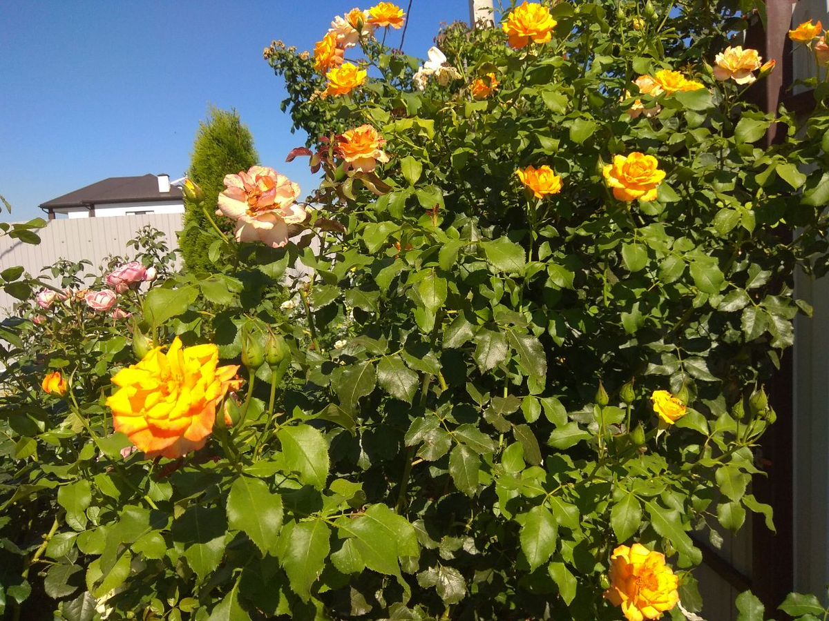 Роза Сахара.