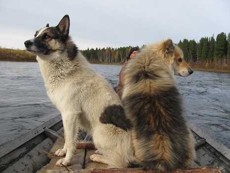 Фотографии Татьяны Немшановой. Река Манья. Лайки севера России Дружок и Бим. Осень таёжная, таёжная быль, охотничьи рассказы.