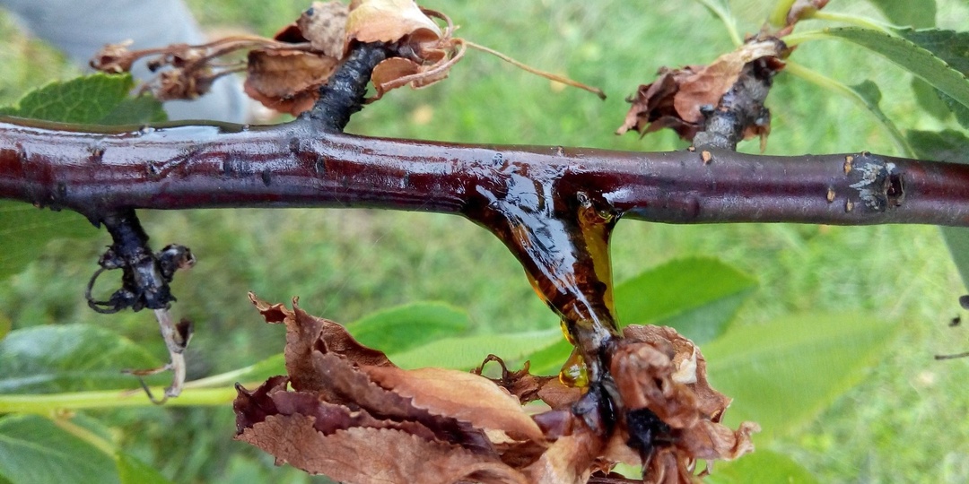 Монилиоз вишни и сливы: экстренная обработка сада медным купоросом или мочевиной