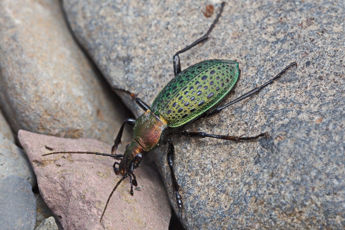 Фото с сайта: https://insecta.pro/ru/gallery/43812