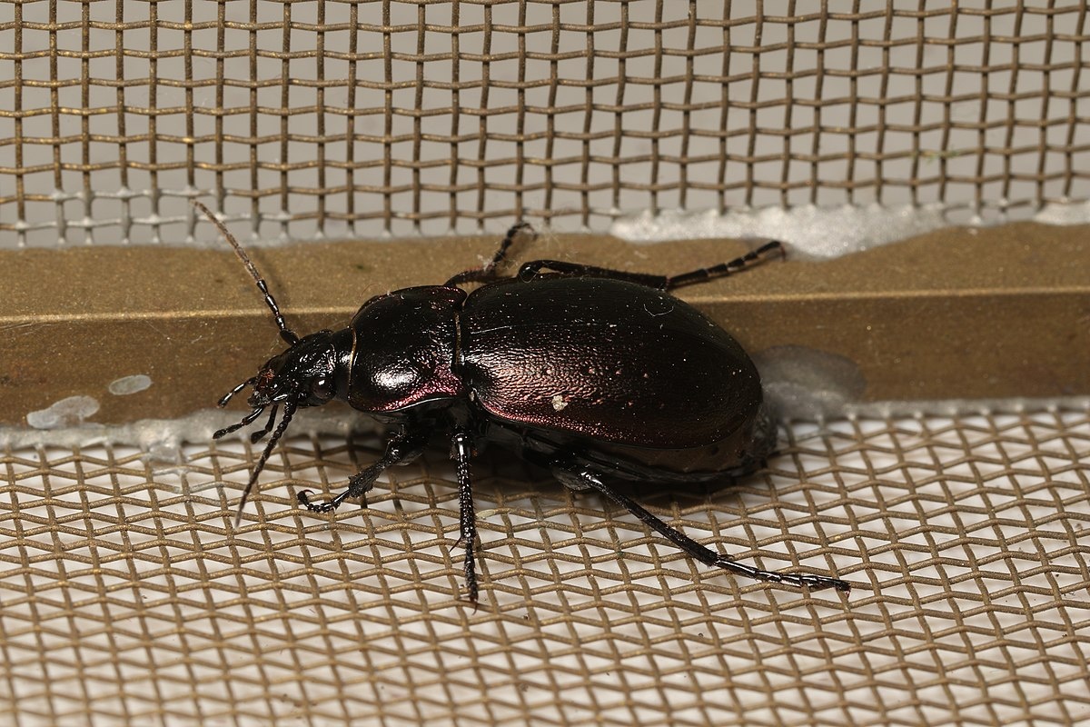 Фото с сайта: https://commons.wikimedia.org/wiki/File:Carabus_nemoralis_(26193567915).jpg
