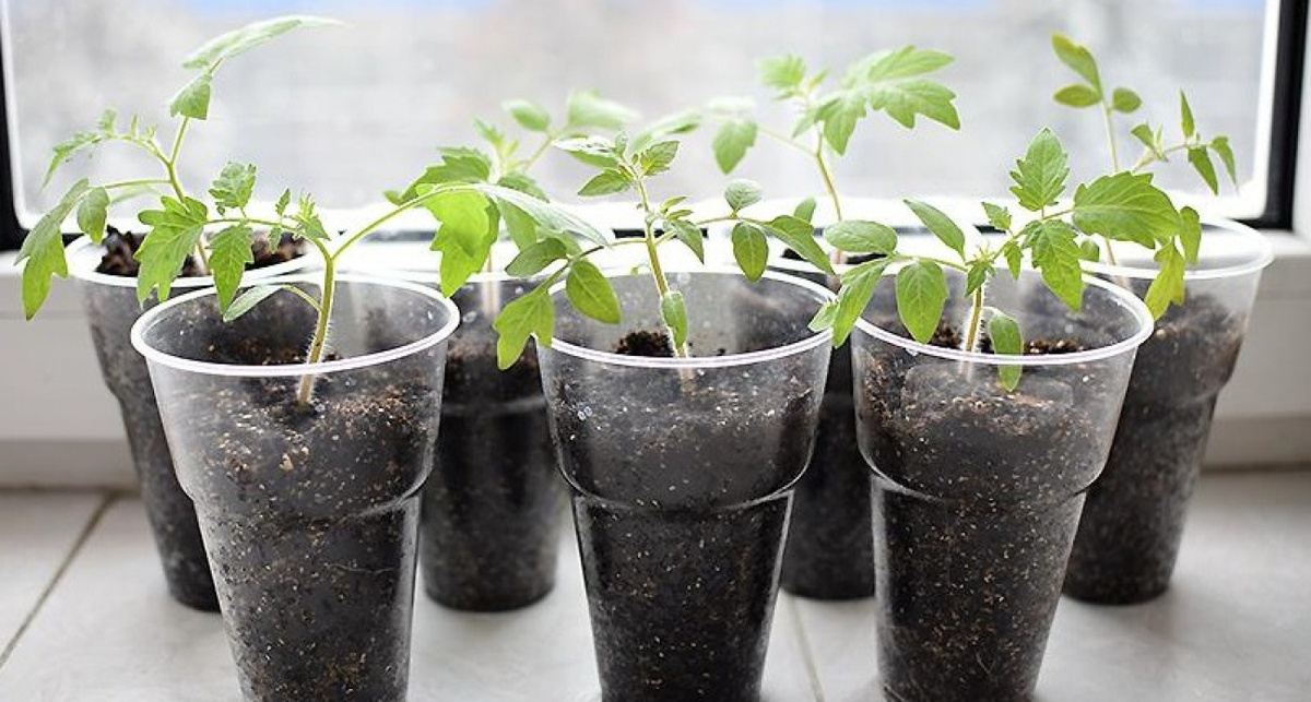    Фото Дзен-канала "Азбука огородника"