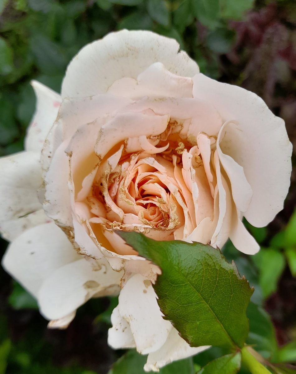 Цветок Чандос Бьюти после пира жуков. Фото автора 