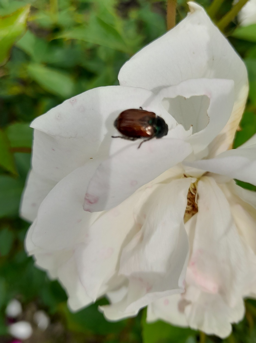 Застукан на месте преступления. Фото автора 