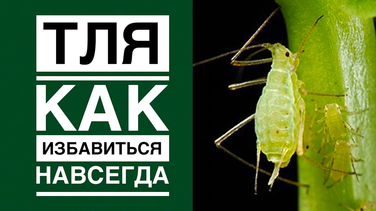 Тля проснулась раньше времени: народные средства и биопрепараты для защиты в марте