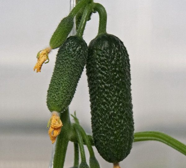 Огурец Платон: самоопыляемый гибрид с букетным плодоношением для раннего урожая