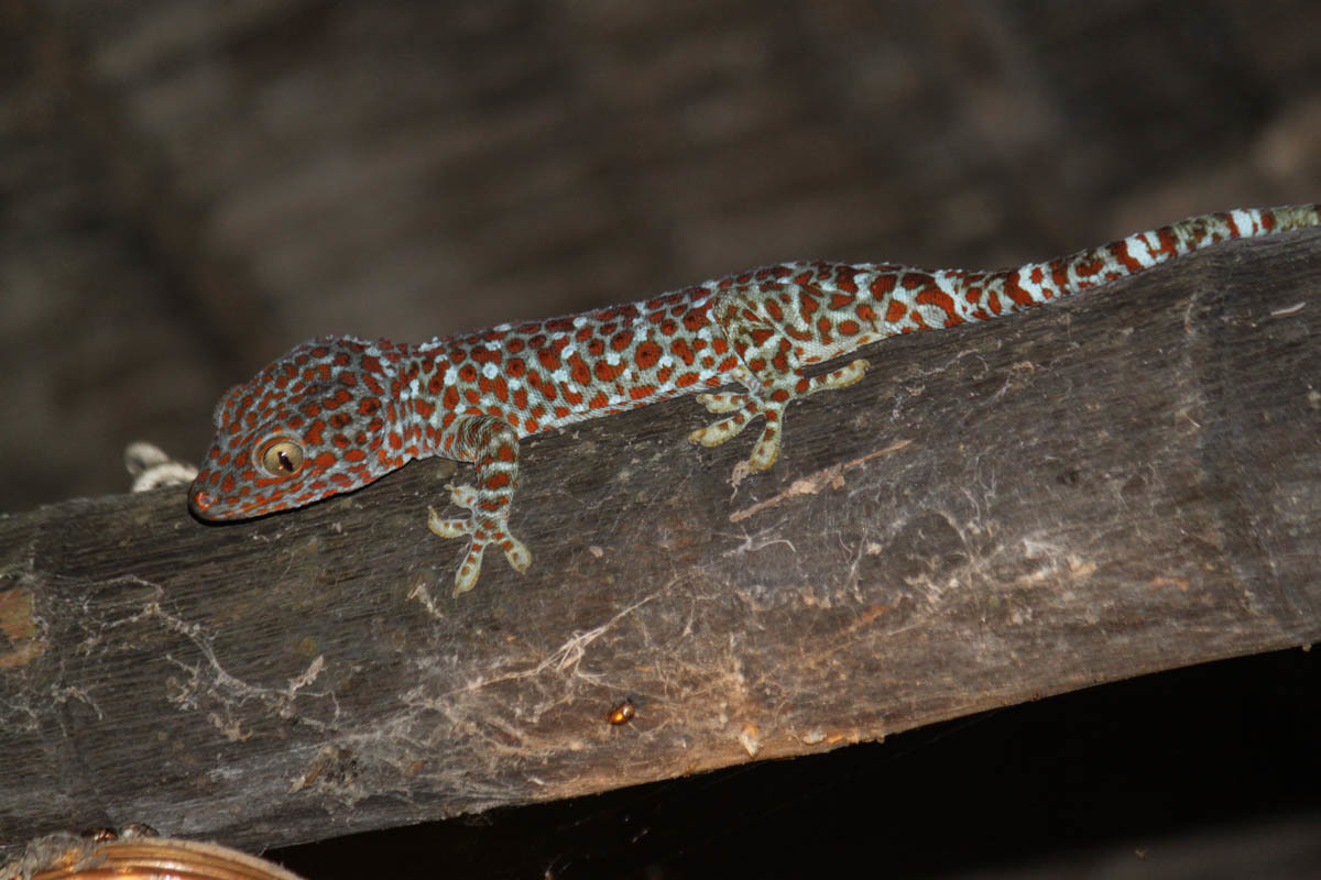 Фото с сайта: https://commons.wikimedia.org/wiki/File:Gekko_gecko_192144090.jpg