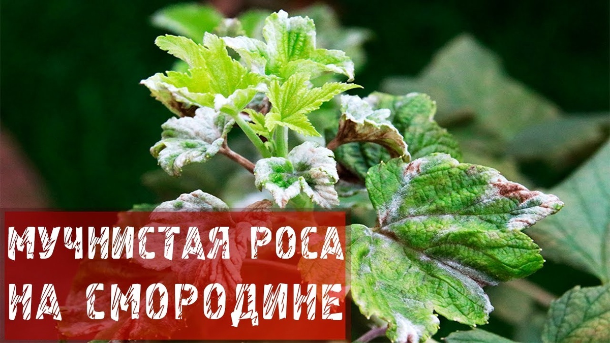 Мучнистая роса на смородине и крыжовнике: профилактика кипятком и препаратами в марте