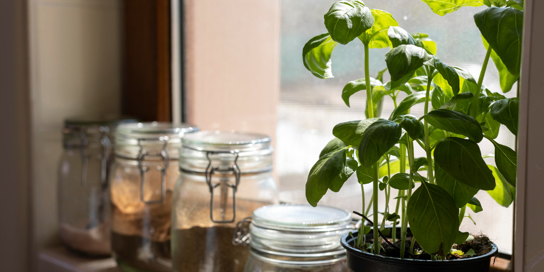 Как Лигногумат помогает растениям справляться с нехваткой света зимой