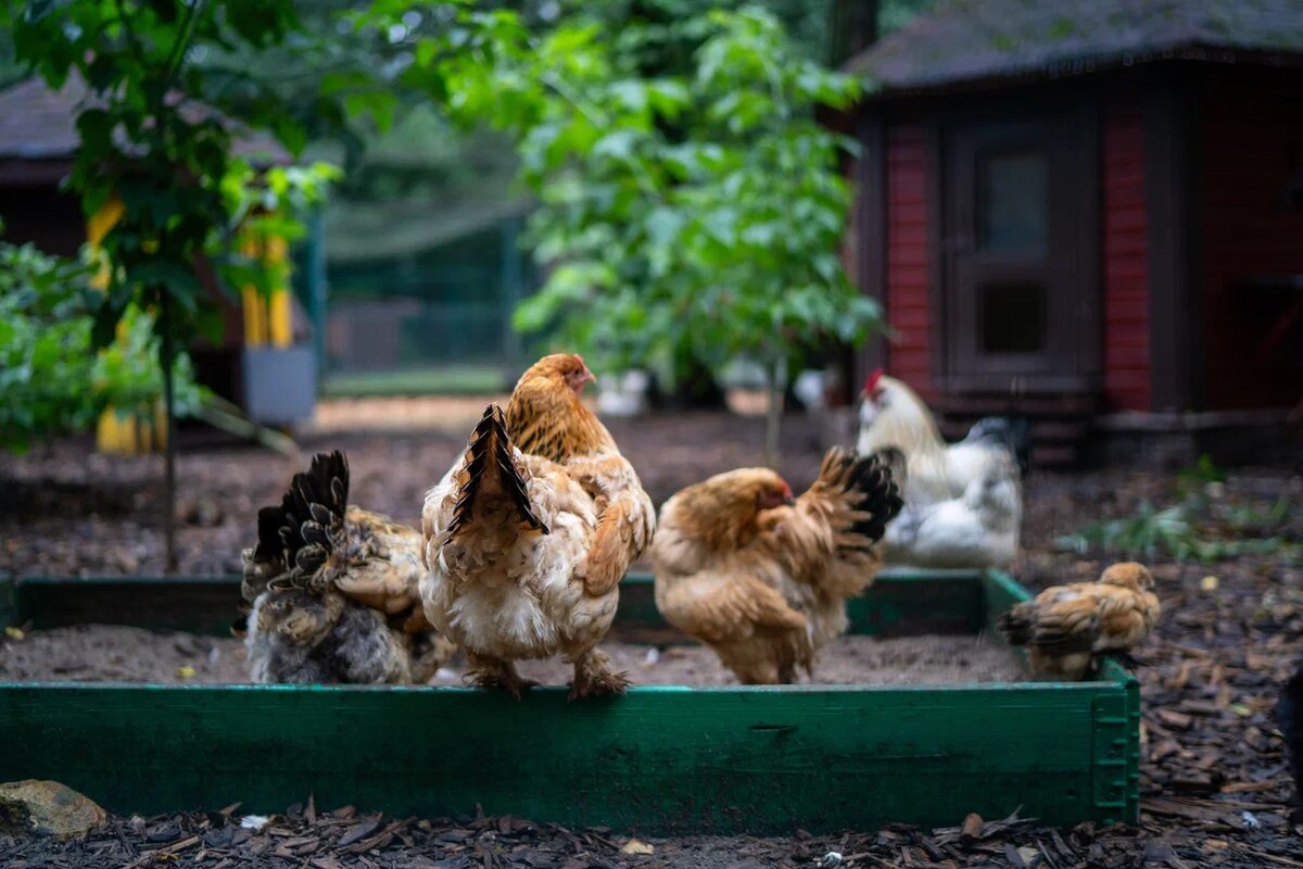 На пике продуктивности яйца несут до 97% кур, даже без петуха. Фото: Александр Плонский / "ВиЖ".