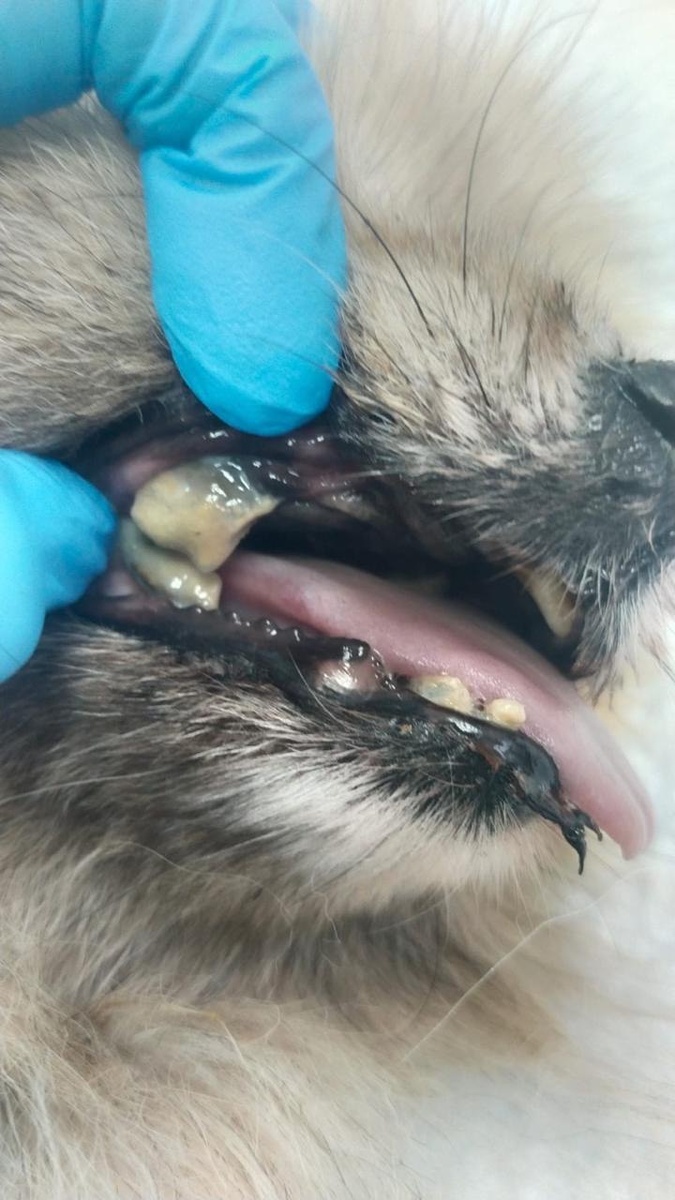 В таком состоянии были зубки