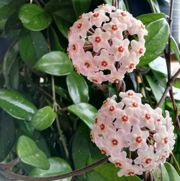 Хойя. Фото из открытого источника в интернете.