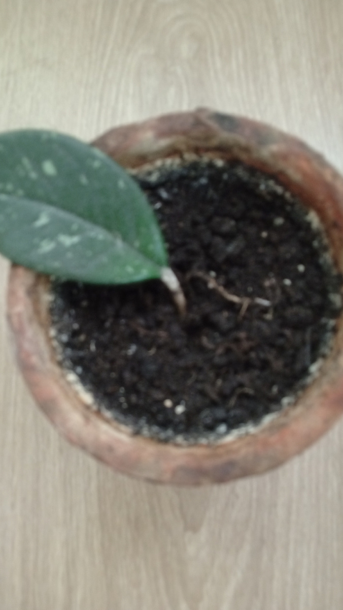 Листик хойи. Фото автора.