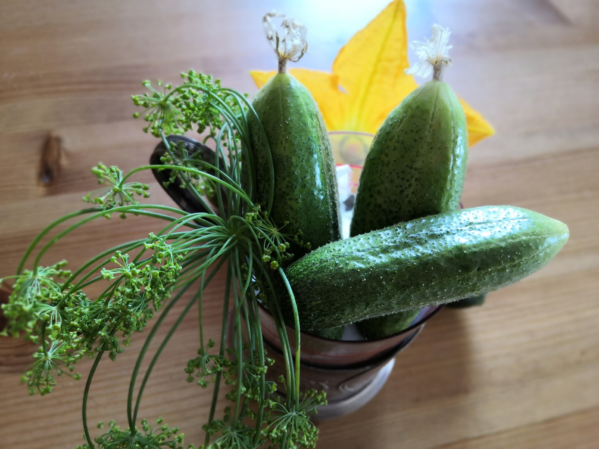 Натюрморт с укропом и цветами кабачка. Фото: Зеленая леди, сад, семья и томатный сок