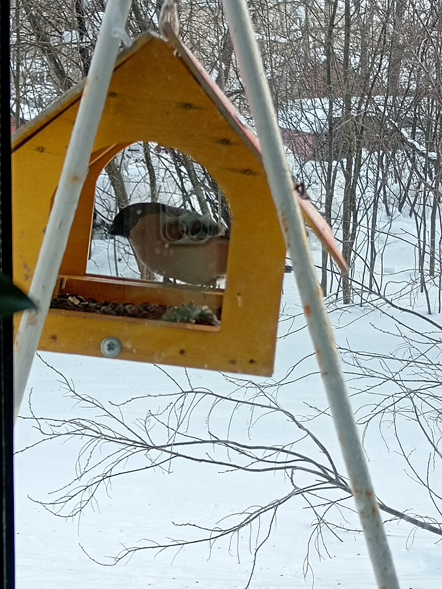 Снегириха на кормушке.