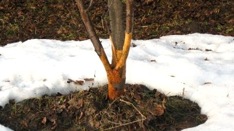 Защита от грызунов весной: что делать, если мыши обгрызли кору яблони в марте