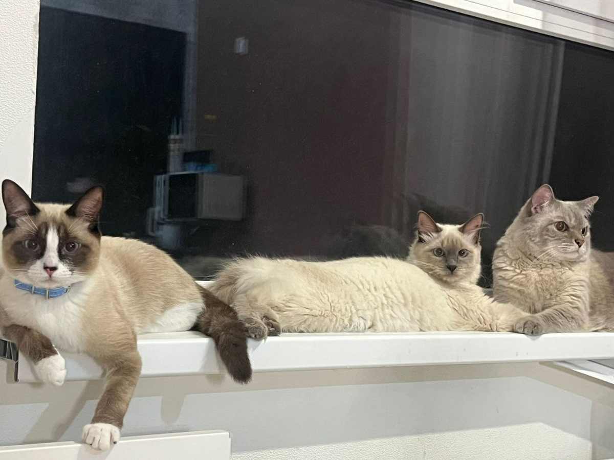 Такие они сейчас) Клео слева в ошейнике, Калисто в центре, а справа их приемный папа