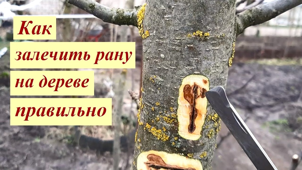 Лечим раны на деревьях: пошаговая инструкция по зачистке и дезинфекции дупел и трещин