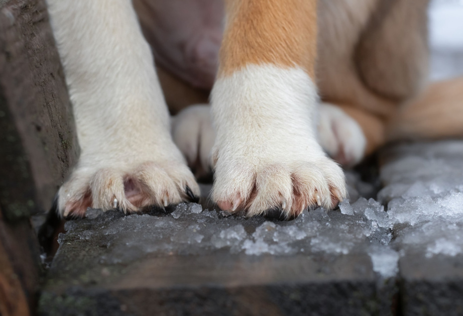    Shutterstock/FOTODOM