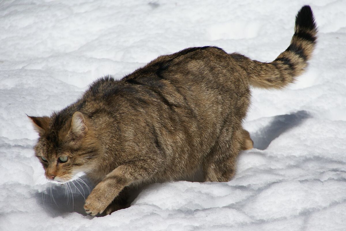 Фото с сайта: https://commons.wikimedia.org/wiki/File:European_Wildcat_Nationalpark_Bayerischer_Wald_03.jpg