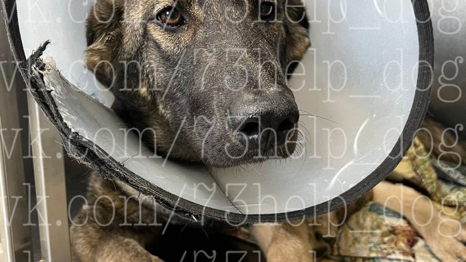 Четыре перелома, две лапы 😔 История Зоси, которой не на кого надеяться, кроме нас 🙏