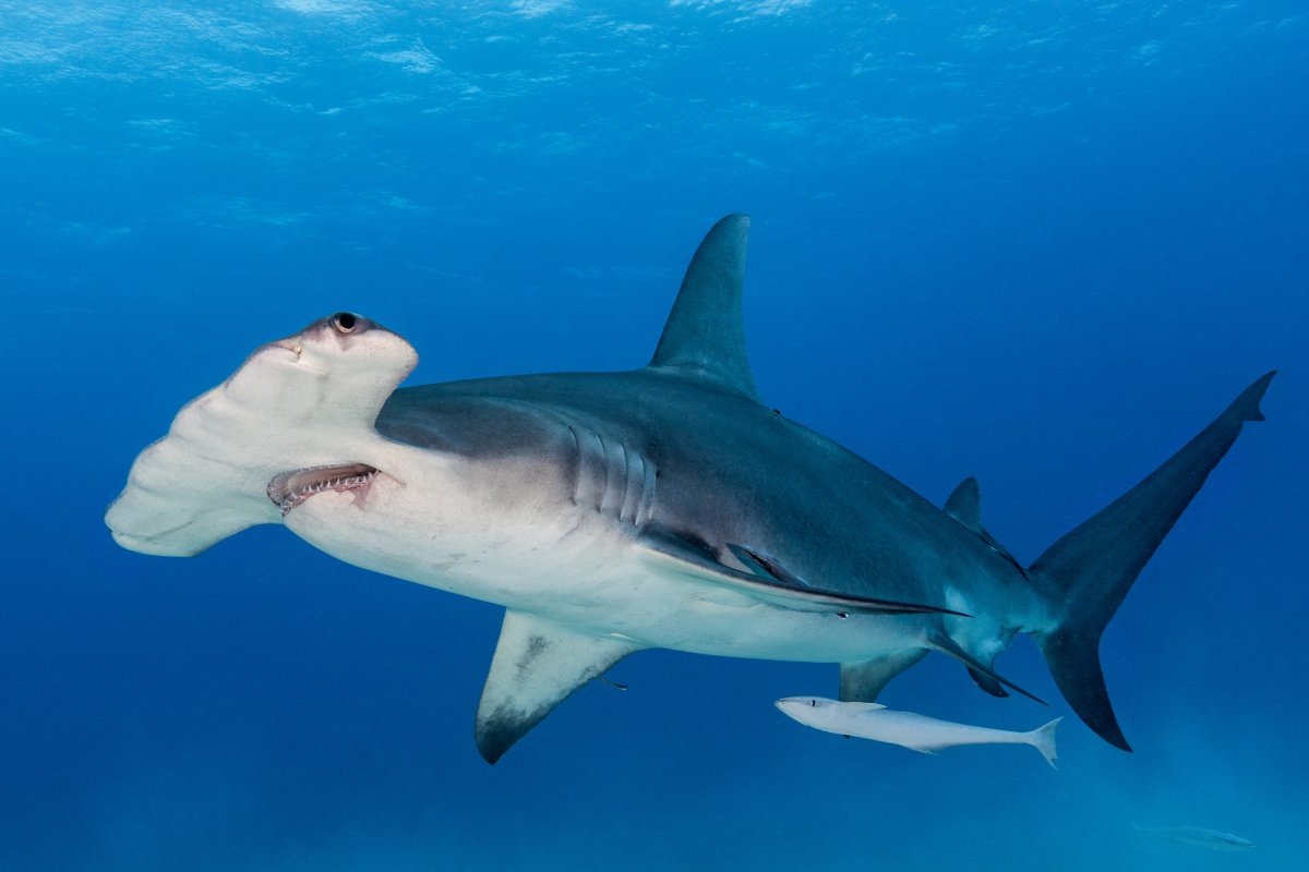 Фото с сайта: https://www.newsweek.com/dead-hammerhead-pregnant-40-shark-pups-washes-beach-1796191?ref=upstract.com