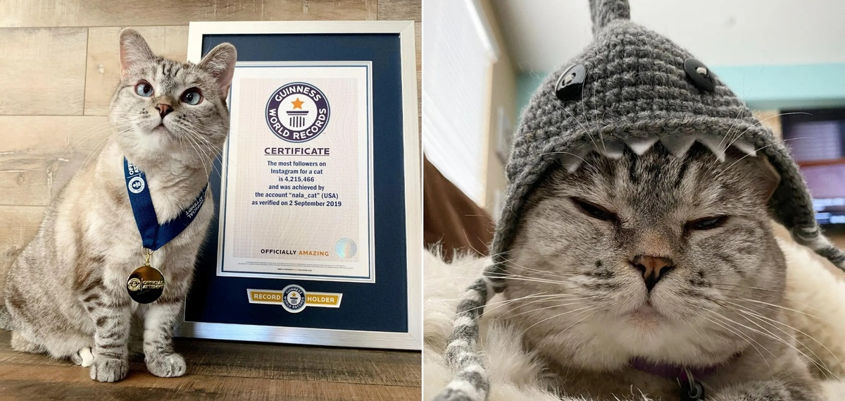    Нала — кошка с рекордом Guinness по числу подписчиков среди кошек. Источник изображений: thesun.co.uk