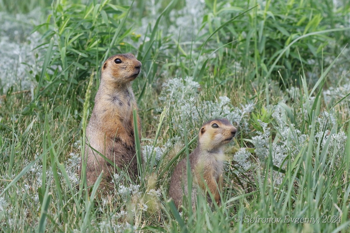 Суслик, фото с сайта: https://www.rybalka73.ru/forum/viewtopic.php?p=91116