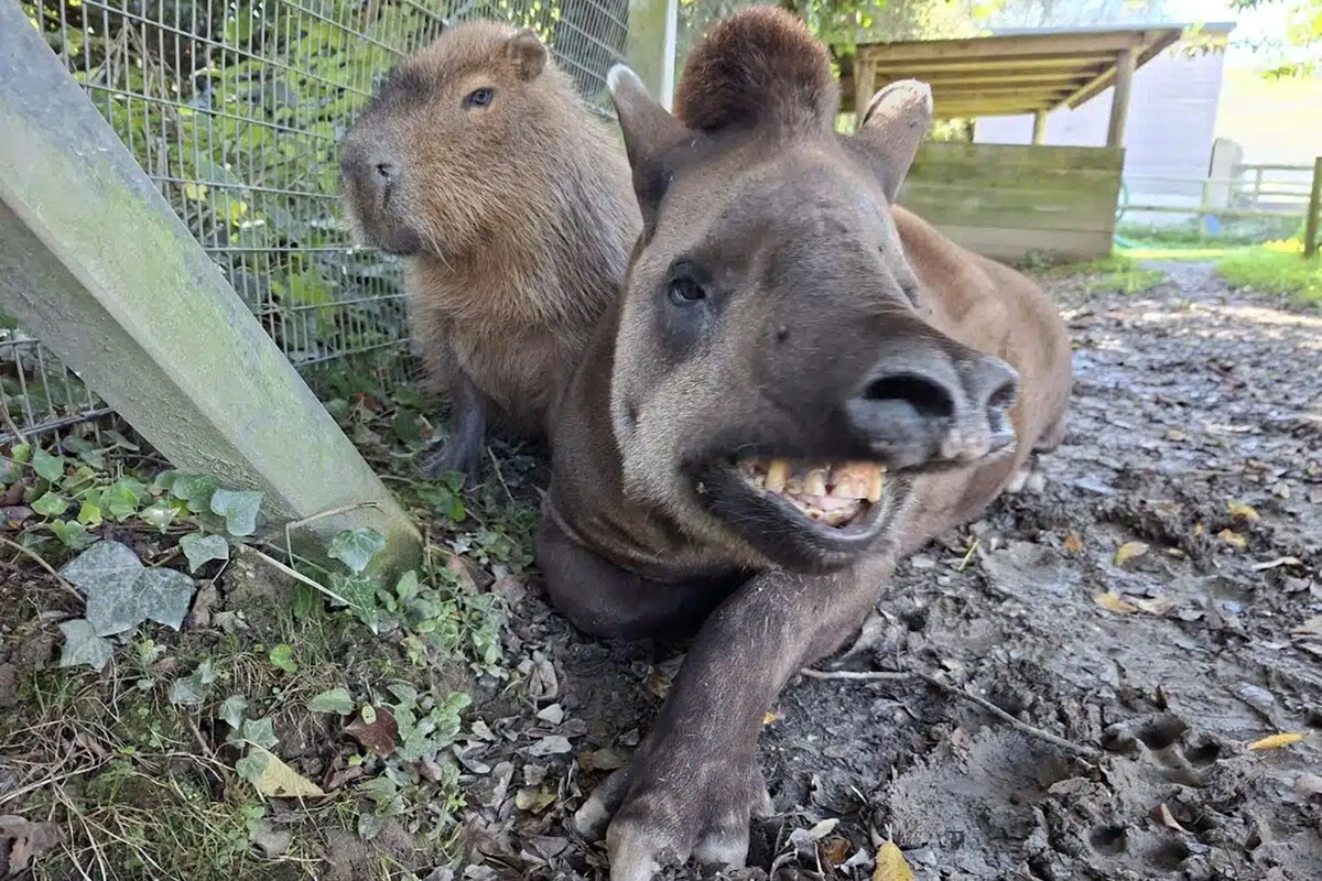  Питомцы зоопарка Ньюквей – капибара Джонсон и бразильский тапир Эл. © newquayzoo.org