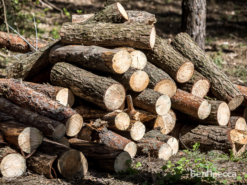     Фото: Павел Колядин (архив)