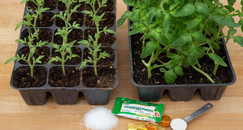    нейросеть shedevrum