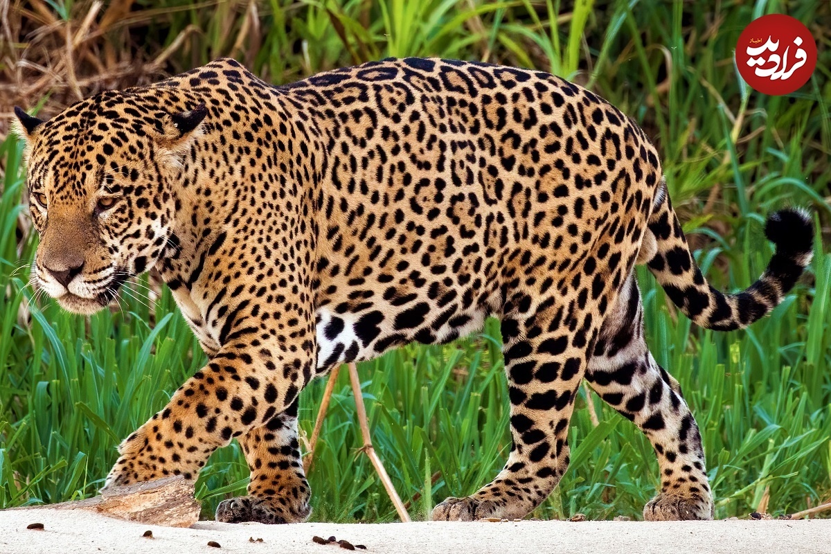 Фото с сайта: https://faradeed.ir/بخش-حیات-وحش-101/120665-تصاویر-این-حیوان-عجیب-در