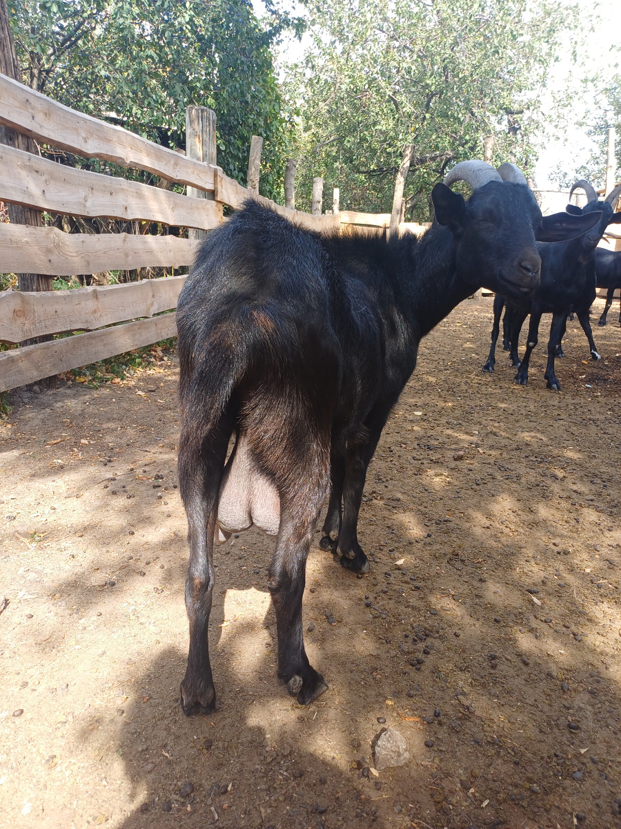 Ещё одна моя годовалая козочка Намах, тоже с выменем, и тоже ни разу некрытая.