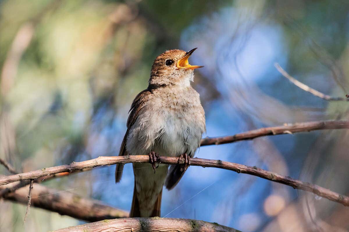 Фото с сайта: https://www.newscientist.com/article/2224840-nightingales-practise-new-songs-in-winter-to-impress-mates-in-spring/