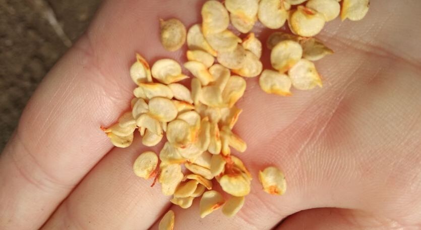 Как я заставила перец прорастать за три дня: простой метод, который работает